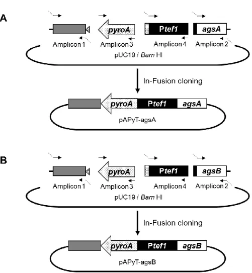 Figure 1-2. Construction of the plasmids (A) pAPyT-agsA and (B) pAPyT-agsB for  agsA or agsB overexpression