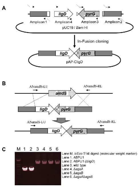 Figure 1-5. Construction of the ligD complementation strains. (A) Construction of the  pAP-CligD plasmid