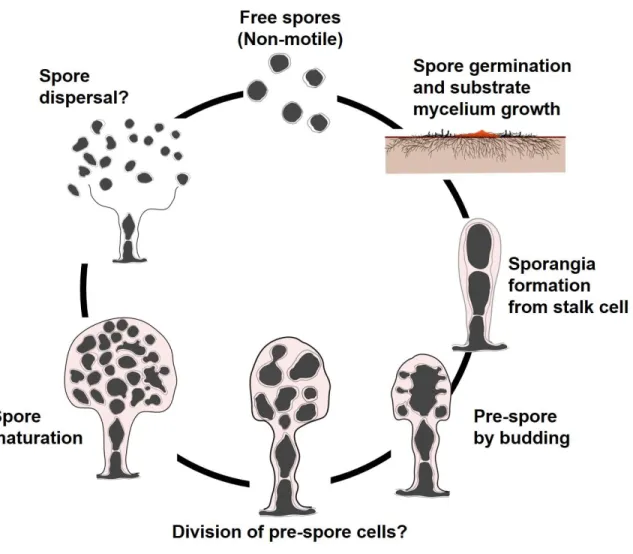 Figure  2-9.  Schematic  representation  of  the  putative  life  cycle  of  D. 