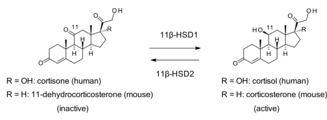 Figure 1. Interconversion of glucocorticoids in humans and mice. 