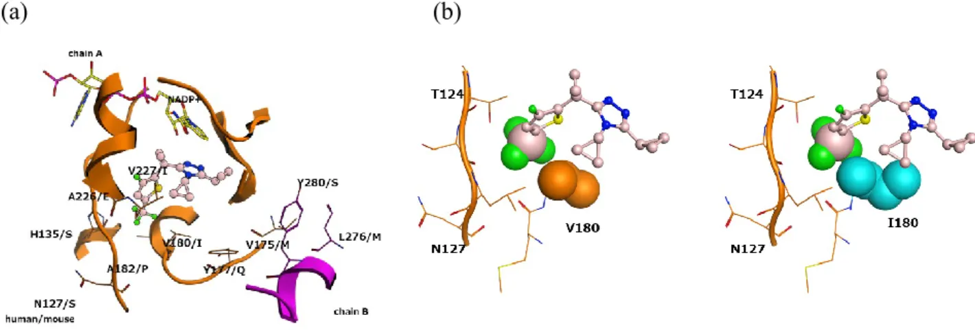 Figure 8. (a) Molecular modeling of the interaction between compound 3 (ball and stick diagram: 