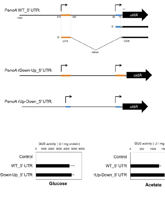 Fig. 2 The effect of two 5′ UTRs on enoA translation efficiency. 