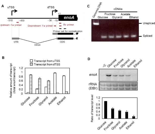 Fig. 3 enoA alternative TSS use depends on carbon source. 