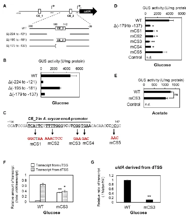 Fig. 6 CE_2 involves in the upregulation of enoA transcription from dTSS 