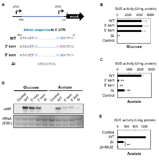 Fig. 7 Functional analysis of the 5′ UTR intron in enoA promoter 