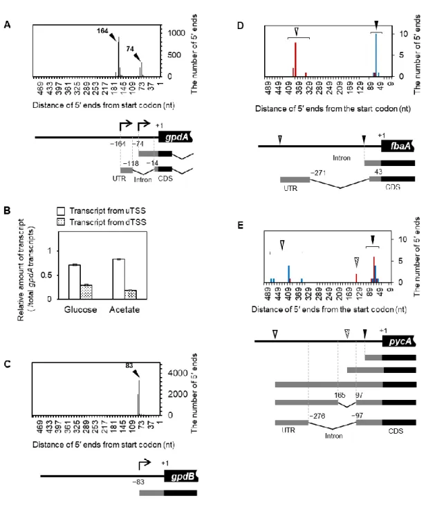 Fig. 9 TSS characterization in additional glycolytic and gluconeogenic genes in A. oryzae  a Top panel: The number of gpdA 5′ end clones obtained by 5′ SAGE analysis as described in Fig
