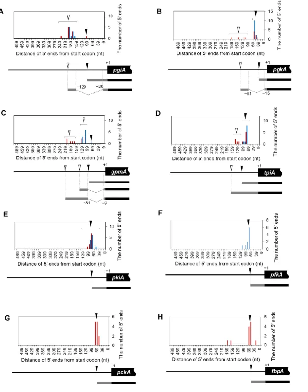 Fig. 10 TSS characterization in additional glycolytic and gluconeogenic genes in A. oryzae  a-h  Top panels: The number of 5′ ends of pgiA(a), pgkA(b), gpmA(c), tpiA(d), pkiA(e), pfkA(f), pckA(g)  and fbpA(h) obtained by 5′ RACE