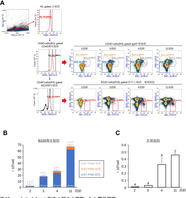 図 13  マウスパイエル板内の胚中心細胞、IgA 陽性細胞  (A) Flowcytometory の解析フロー 