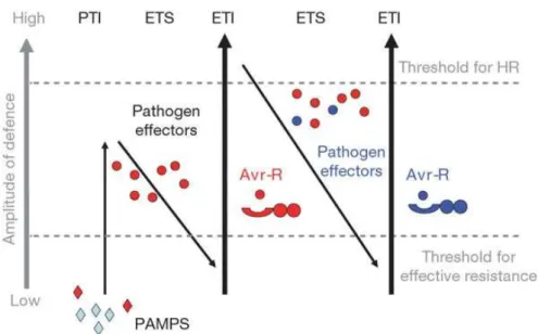 Figure 1-1 A zigzag model illustrates the quantitative output of the plant immune system