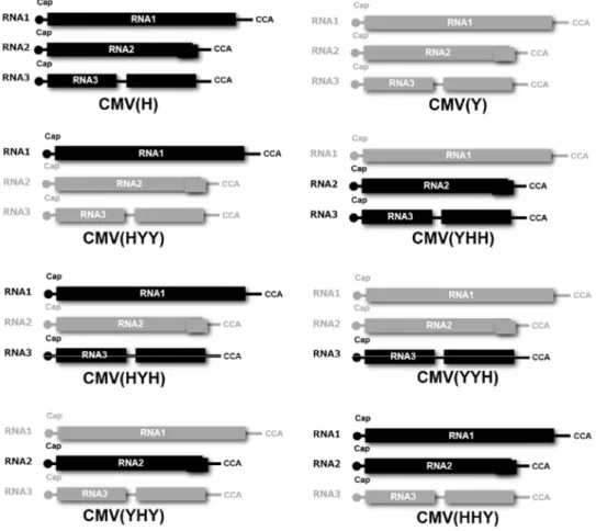 Figure  1.  Schematic  diagrams  of  the  RNA  genomes  of  the  reassortant  CMVs,  derived  from  RNA1,  RNA2,  and  RNA3  of  CMV(H)  and  CMV(Y)  (upper  part  of  figure),  used  in  the  present  study