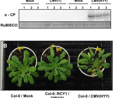 Figure 2-6. Detection of CMV CP in non-inoculated upper Arabidopsis thaliana ecotype Col-0  leaves and systemic symptom development