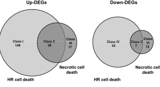 Figure  7.  Venn  diagram  of  the  number  of  genes  with  increased  or  decreased transcript abundance in CMV(HYY)-inoculated A
