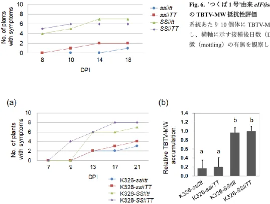 Fig. 6.  ‘つくば 1 号’由来 eIF(iso)4E 突然変異体 の TBTV-MW 抵抗性評価 系統あたり 10 個体に TBTV-MW を汁液接種 し、横軸に示す接種後日数（DPI）における病 徴（mottling）の有無を観察した。 Fig