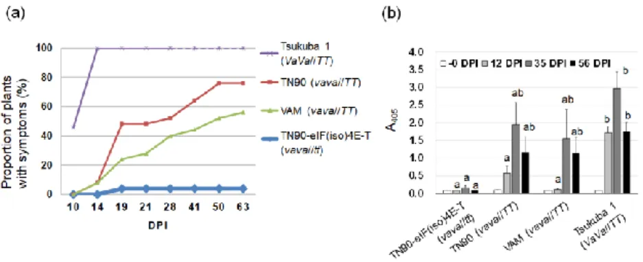 Fig. 9.  汁液接種による PVY の抵抗性評価 