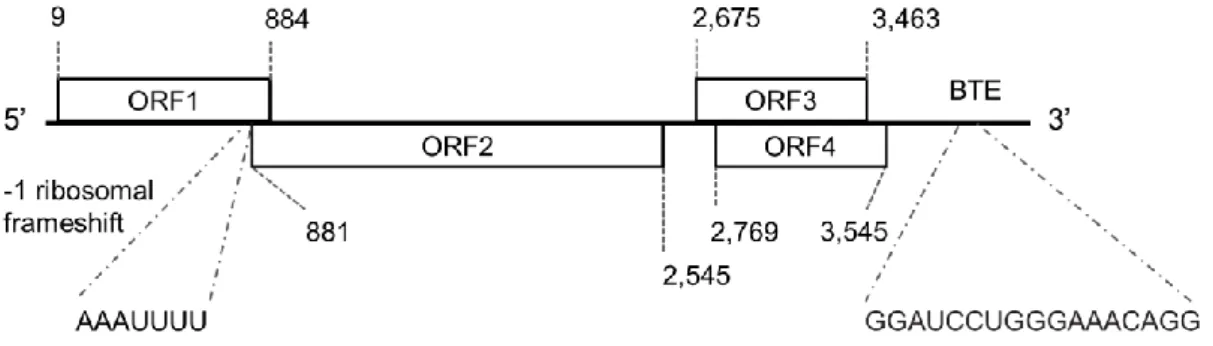 Fig. 2.  推定された原因ウイルスのゲノム構造 