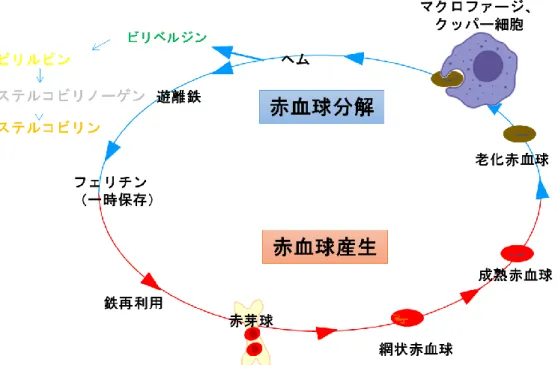 図 2  赤血球代謝回転作用