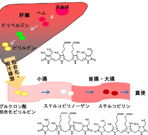 図 3  赤血球分解およびヘム代謝色素排出経路