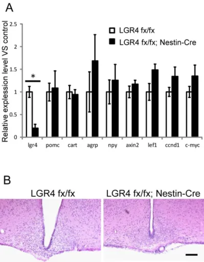 Fig. 4. Neural-specific LGR4 knockout mice showed no alterations in gene expression of  food-intake  regulatory  hormones  and  canonical  Wnt  pathway  signaling,  or  in  overall  brain structure