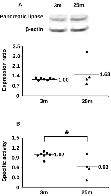 Figure 1.1. Effects of aging on expression of pancreatic lipase in mice (A). Expression  levels were measured by western blotting