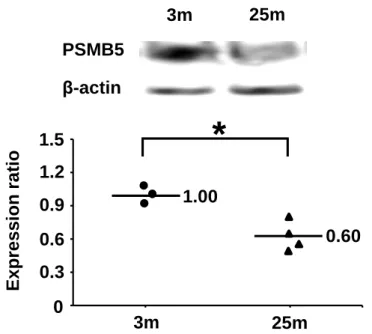 Figure  1.2.  Effects  of  aging  on  expression  of  PSMB5  in  the  pancreas  of  mice