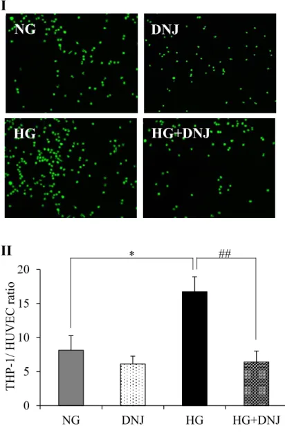 Figure 5. Effects of DNJ on monocyte adhesion. (I) Photographs of typical fluorescence- stained 