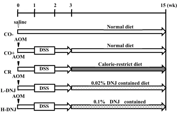 Figure 1. Study design. The CO− group received a single intraperitoneal injection of saline and a normal 