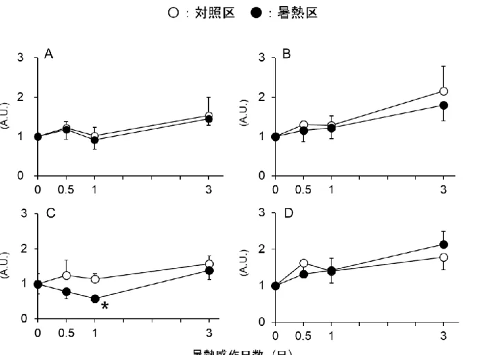図 2.1.2. 暑熱環境下の肉用鶏における  各種筋タンパク質分解関連パラメーターの経時的変化
