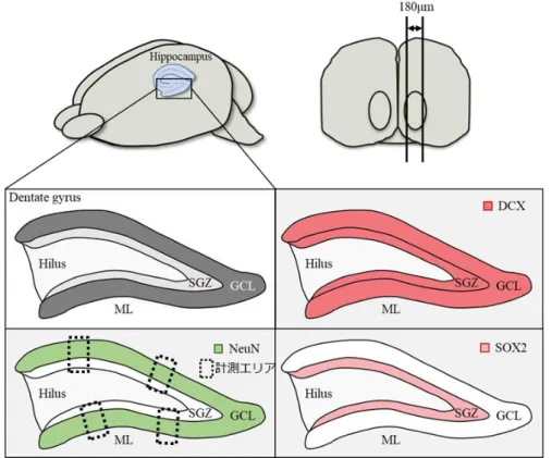 図 8.  マウス脳組織（海馬歯状回）の免疫組織化学による各細胞の計測  矢状断面で薄切した脳組織は、 180µm の範囲のものを用いた。 