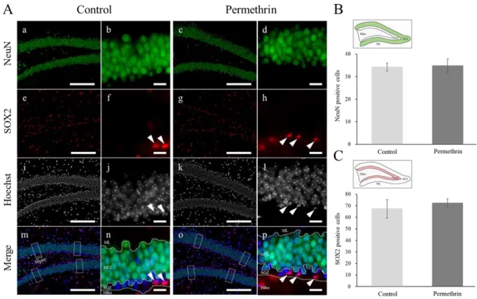 図 11.  成熟ニューロンマーカー（ NeuN ）および神経幹細胞マーカー（ SOX2 ）による免疫組織化学  A)  マウス（ 12 週齢）海馬歯状回における NeuN および SOX2 の発現、 B, C)  各群における NeuN  および SOX2 陽性細胞数の比較 