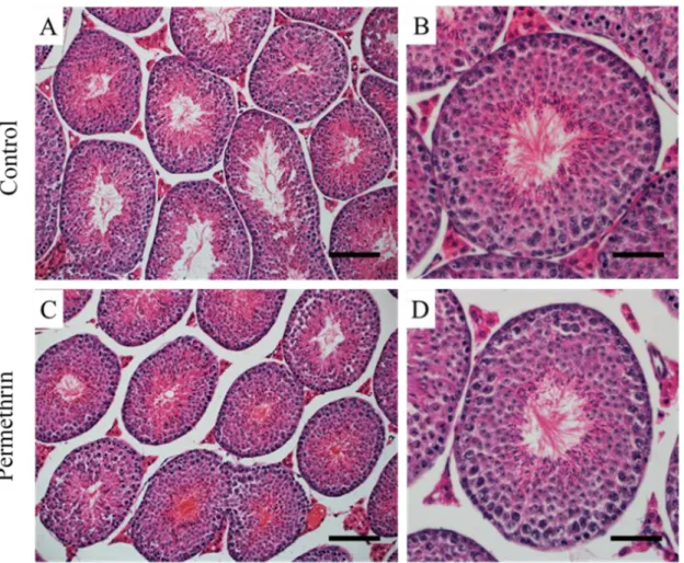 図 14.  マウス（ 12 週齢）精巣における精細管横断面の HE 染色像  コントロール群 : A, B 、ペルメトリン暴露群 : C, D 
