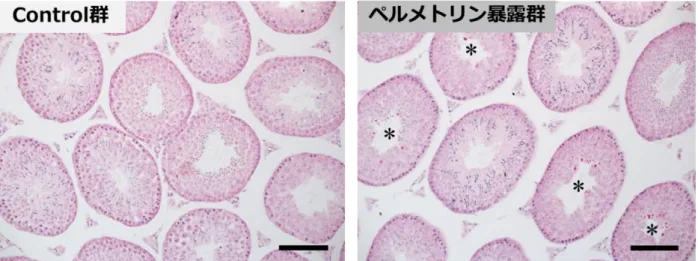 図 15.  マウス（ 12 週齢）精巣における精細管横断面のメチルグリーン・ピロニン染色像 