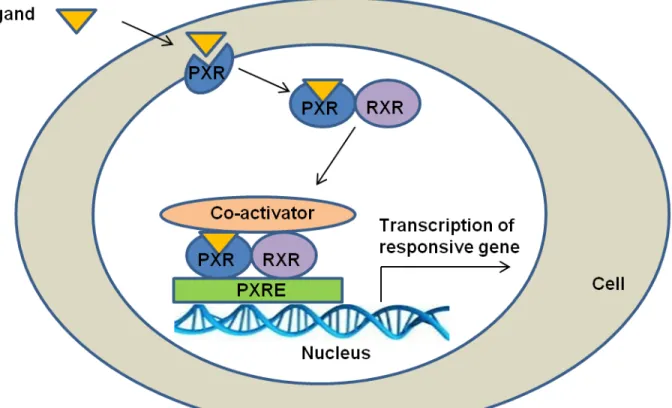 Figure 1: PXR pathway  (RXR: Retinoid X receptor  PXRE: PXR responsive element) 