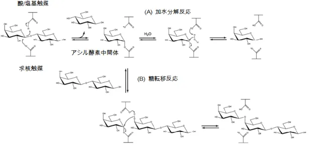 図 1  β-ガラクトシダーゼの反応機構 8 ）