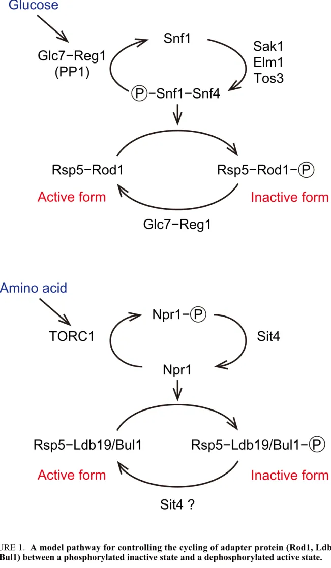 FIGURE 1.  A model pathway for controlling the cycling of adapter protein (Rod1, Ldb19,  and Bul1) between a phosphorylated inactive state and a dephosphorylated active state