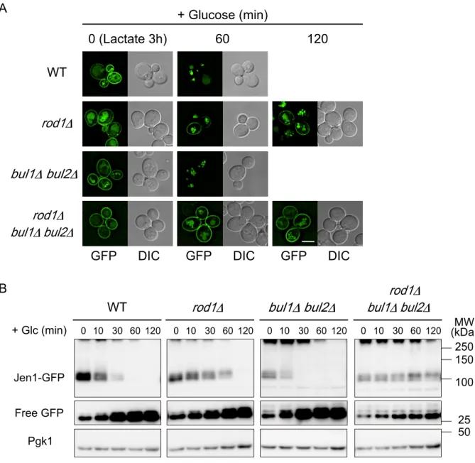 FIGURE 2. Adaptor proteins Bul1 and Bul2 play a minor role in internalization of Jen1 from  the plasma membrane