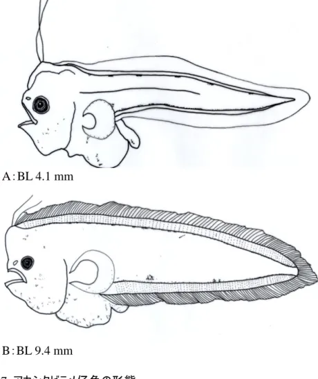 Fig. 7. アカシタビラメ仔魚の形態