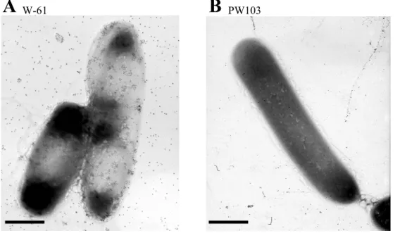 Fig. I-2. Electron micrographs of immunogold stained Xyn5 molecules on the cell surface of Paenibacillus sp