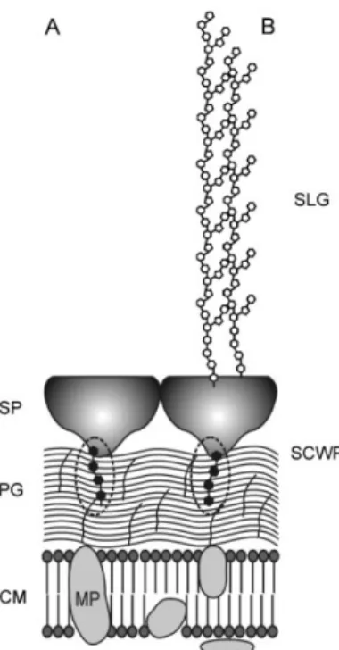 Fig. I-11.   Schematic representation of bacillus cell wall.