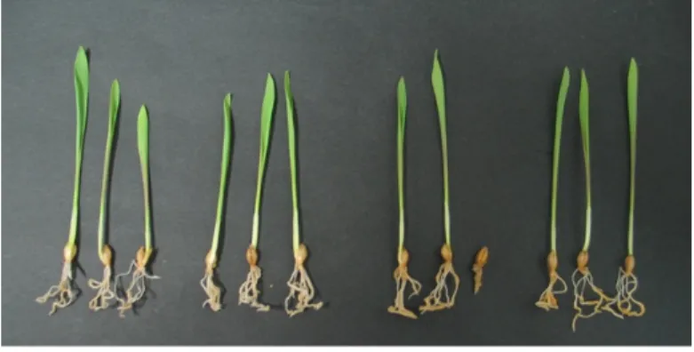 図 3-2-7  アロフェン質鉱物添加栽培試験（小容量）後のオオムギの根の様子。