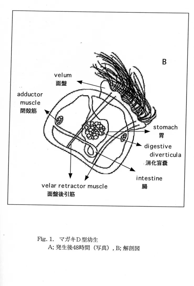 Fig. 1.マガキD型幼生