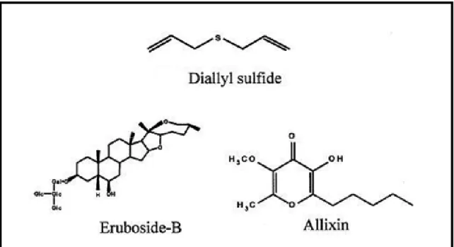 Fig. 5  ニンニクに含まれる生理活性物質 