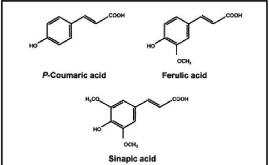 Fig. 6  ニンニクの皮に含まれる主な化合物 