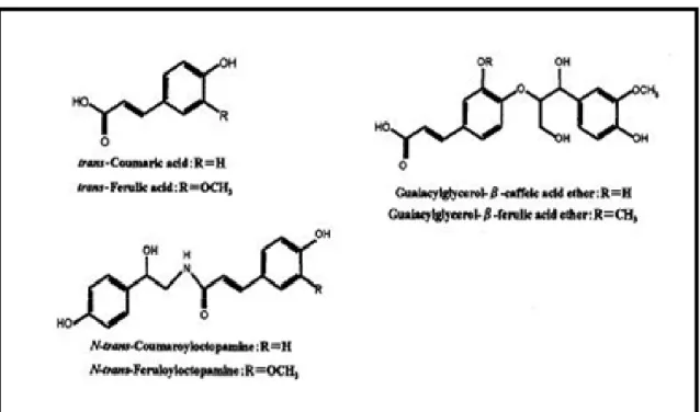 Fig. 7 ニンニクの皮から得られた抗酸化活性物質 