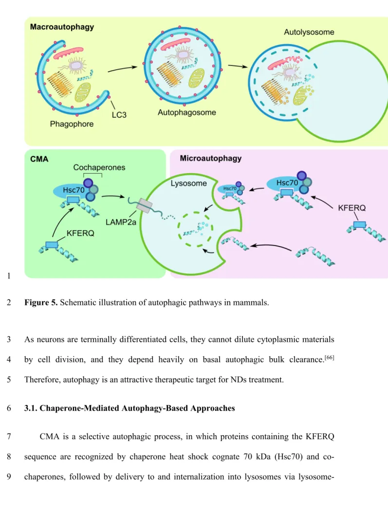 Figure 5. Schematic illustration of autophagic pathways in mammals. 