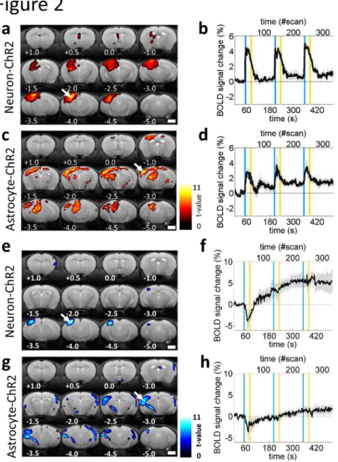 Figure 2. Transcranial optogenetic stimulation of neurons or astrocytes evoked BOLD signal response with  oxygen consumption