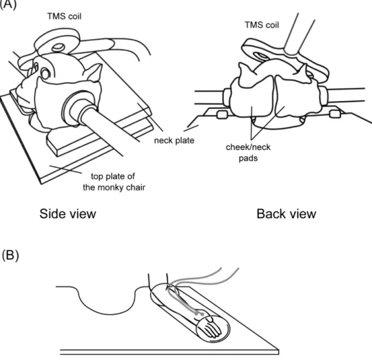 Figure  1.   Non-invasive  head and arm  fixation device.  (A) Monkeys were trained to sit relaxed in a  monkey chair, with their head fixed by a pair of cheek/neck pads that apply pressure from both sides of the  face