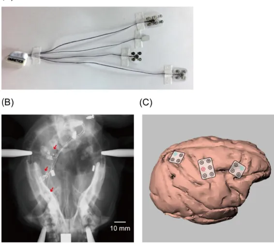 Figure 2.  Implantation of ECoG electrode sheets (monkey A). (A) ECoG electrode sheets used in the  study