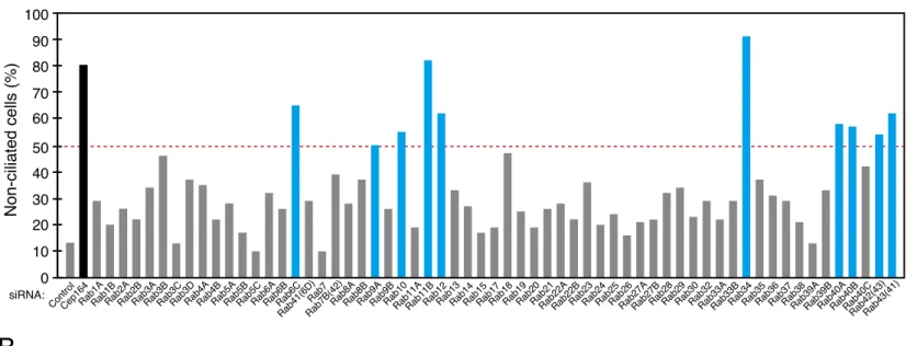 FIGURE 1.  Screening for Rabs whose knockdown inhibited ciliogenesis in hTERT-RPE1 cells