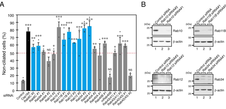 FIGURE 2.  Secondary screening for Rabs whose knockdown inhibited ciliogenesis by using another siRNA site