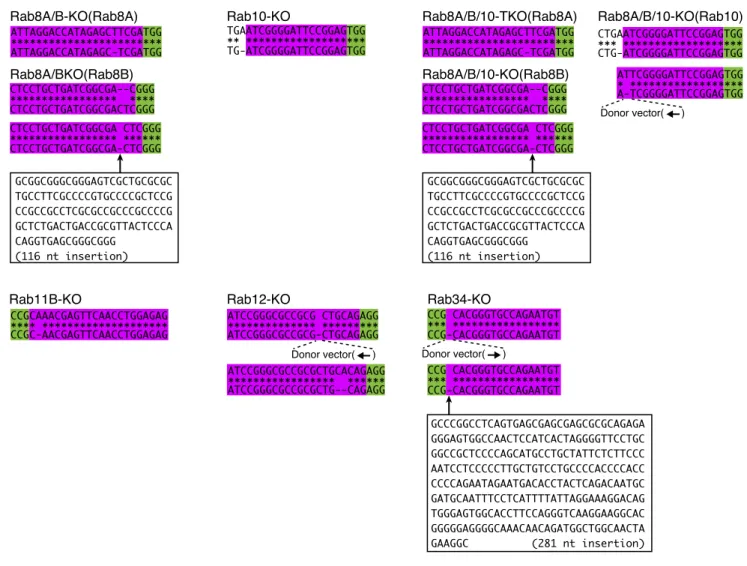 FIGURE 4.  Genomic information about the Rab-KO hTERT-RPE1 cells used in this study.  The target sequences  for Rab8A/B-KO, Rab10-KO, Rab8A/B/10-KO, Rab11B-KO, Rab12-KO, and Rab34-KO are shown